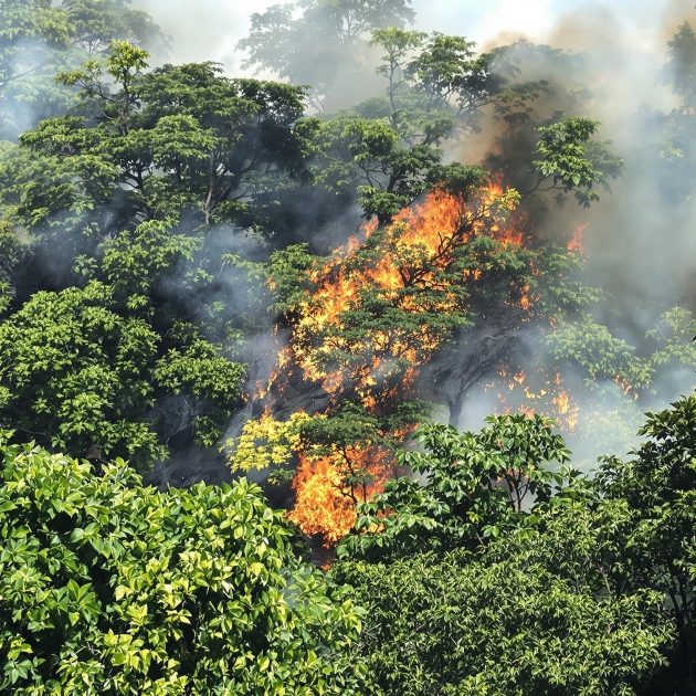 Destruction record des forêts tropicales en 2024 : les incendies dépassent l'agriculture comme principale cause