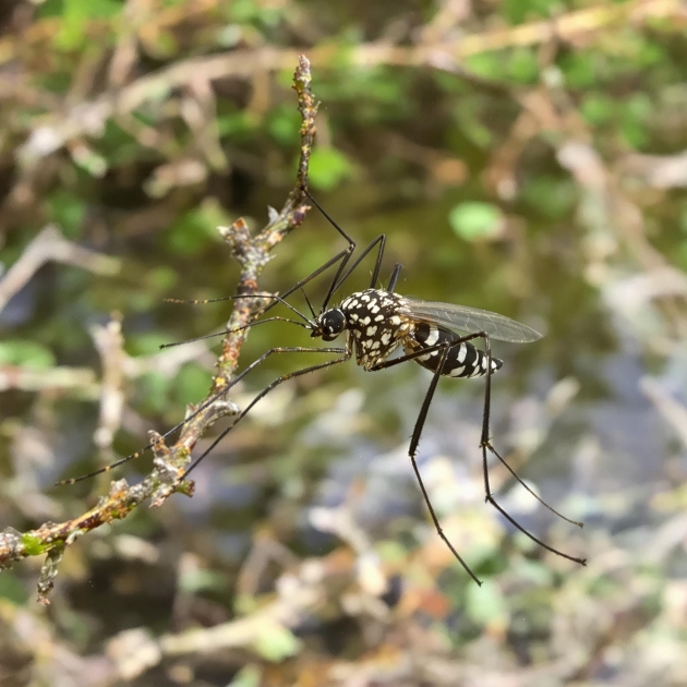 La dengue et le chikungunya pourraient devenir endémiques en Europe en raison du réchauffement climatique, selon une nouvelle étude
